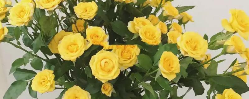 黄玫瑰代表什么，可以代表友谊