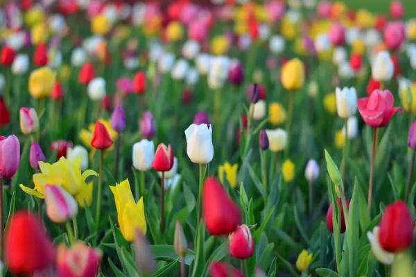 郁金香花谢后怎么处理，花谢后需要及时修剪