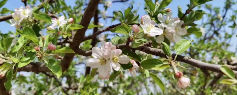 苹果树是先长叶还是先开花，先长叶后开花