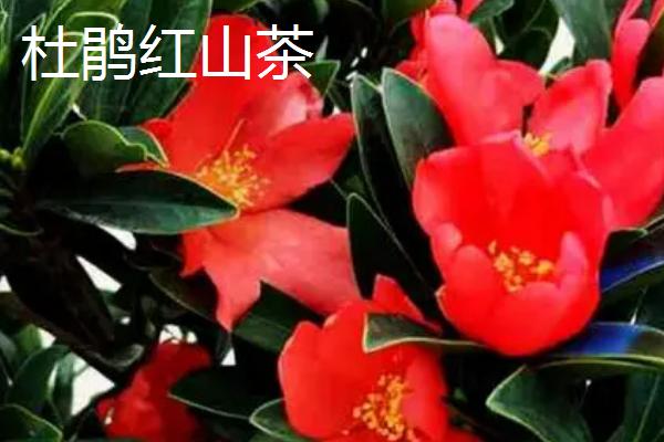 家里为什么不能养茶花，花朵整朵掉落，在民间有不吉利的说法