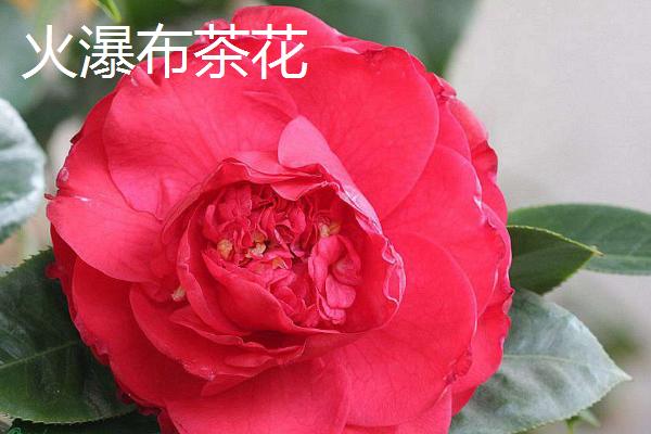 家里为什么不能养茶花，花朵整朵掉落，在民间有不吉利的说法