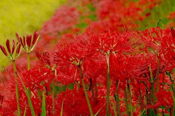 彼岸花怎样种植才开花，首先需选择合适的土壤