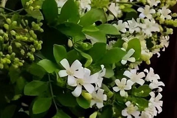 九里香花有毒吗，虽然无毒但香味浓郁不适合室内养殖