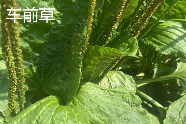 金钱草和车前草的区别，叶片、生长习性和花期均不同