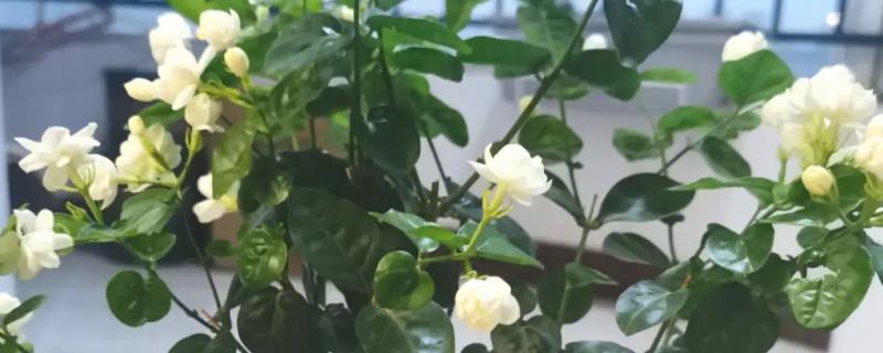 茉莉花种植方法，需每天浇一次水