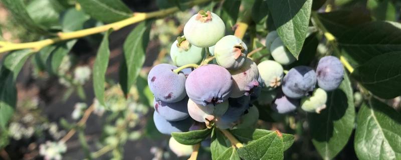 薄雾蓝莓的品种介绍，是南高丛蓝莓的一个种类