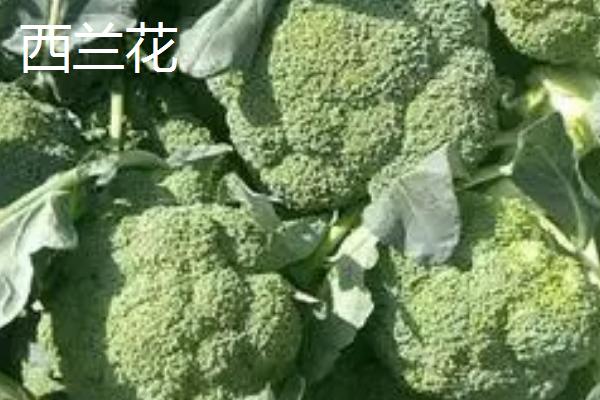 菜花和西兰花的区别，叶片、花球均不同