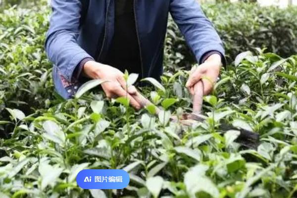 茶树一年修剪几次，一年修剪3次为宜