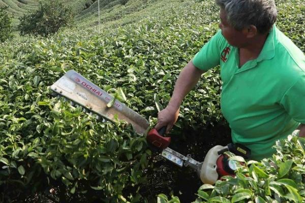 茶树一年修剪几次，一年修剪3次为宜