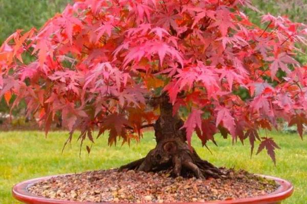 红枫种子不发芽的原因，可能是种子质量差、未进行催芽处理等原因所导致