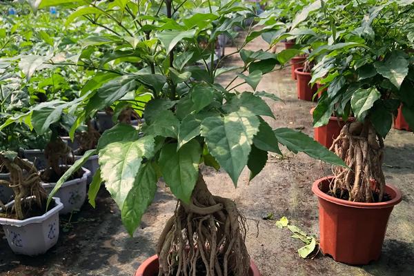 幸福树盆栽种植技术，生长期要保证水分的充足