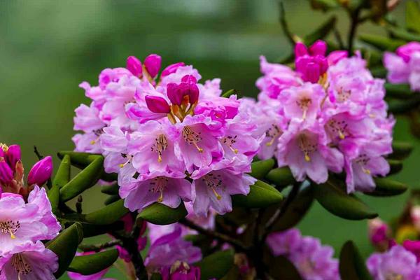 杜鹃花长什么样，下叶面淡白色且花冠颜色为红色