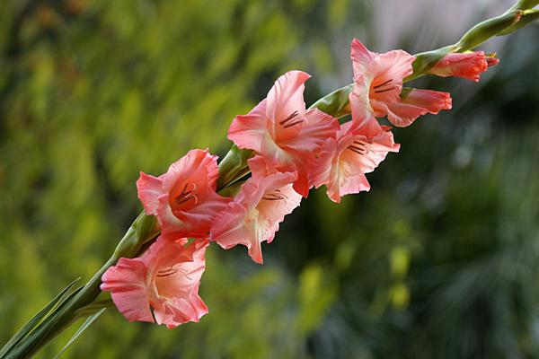 剑兰的花语，寓意幽会、节节高升等