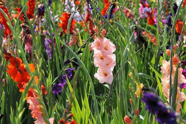 剑兰的花语，寓意幽会、节节高升等