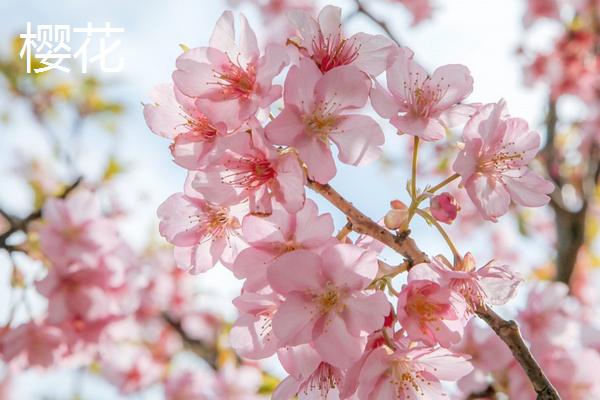 樱花海棠桃花的区别，花序、花型和花期均不同