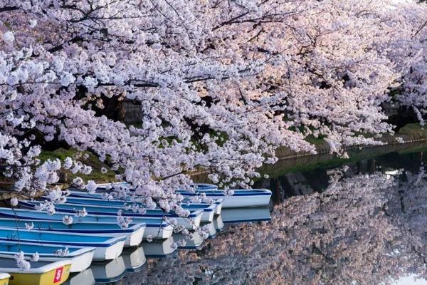 樱花海棠桃花的区别，花序、花型和花期均不同