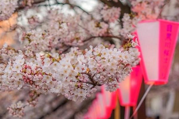 樱花海棠桃花的区别，花序、花型和花期均不同