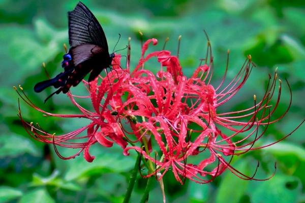 黑色彼岸花的花语，寓意无法预知、颠沛流离等