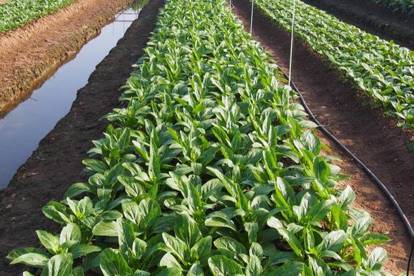 菜心的种植方法，9-10月份进行播种种植