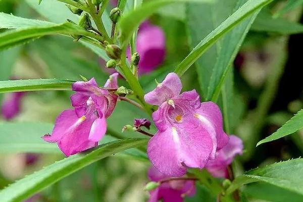 七彩凤仙花的种植方法，生长适温20-30℃