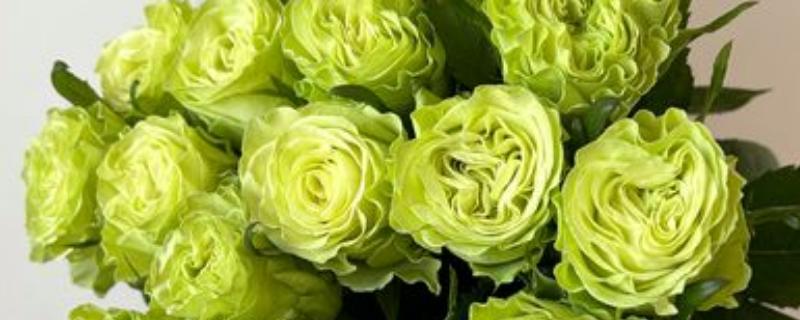 绿色玫瑰的花语，纯真简朴、青春常驻、生机勃勃均是它的花语