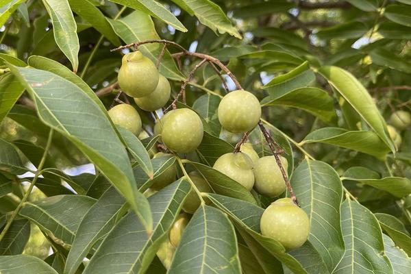 镇宅辟邪用什么植物，可以选择白鹤芋、无患子、君子兰等