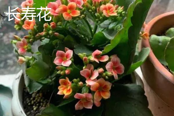 长寿海棠和长寿花的区别，属性、形态、枝叶和花期均不同