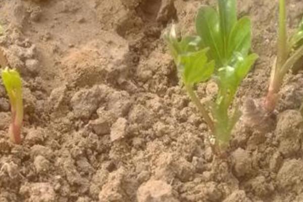 牡丹花种子怎么种，种植前一定要浸泡催芽