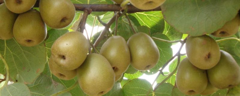 奇异果和猕猴桃是同种水果吗，属于同种植物的不同名称