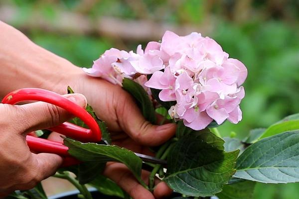 绣球花如何养护，一年可以打顶2次