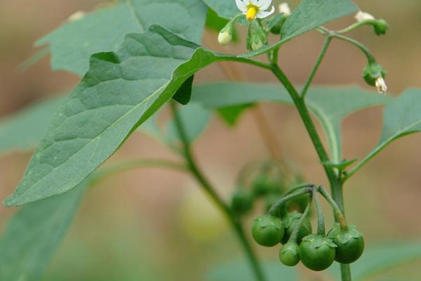 什么花在上午6点开放，龙葵花在早上6点左右开放