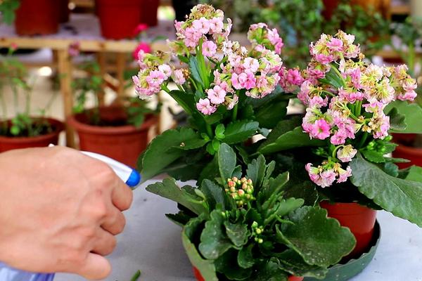 长寿花什么时候摘心，在4到5月份之间进行摘心