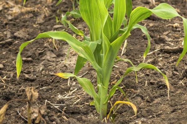 玉米种多深合适，控制在3-5厘米之间