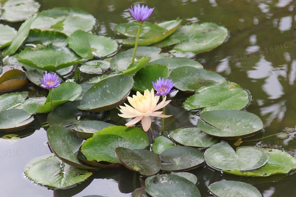 睡莲的花语，寓意不懈努力、纯真纯洁等