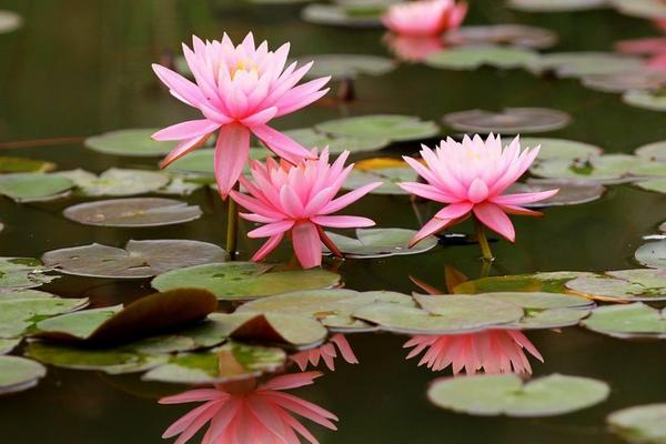 睡莲的花语，寓意不懈努力、纯真纯洁等