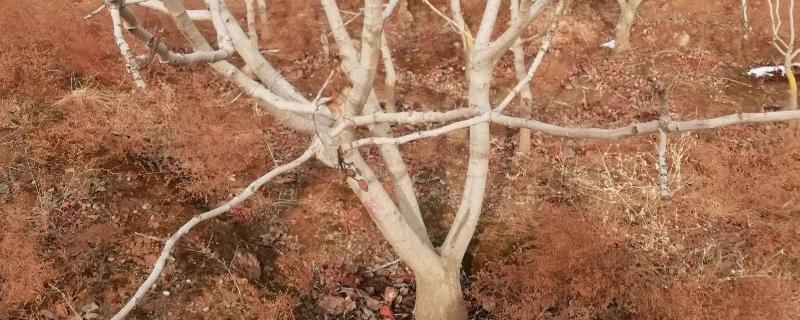 开心果树的种植技术，选择微酸性的石灰质土壤为佳