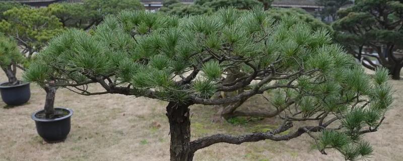 家里种松树吉不吉利，会破坏家里的风水