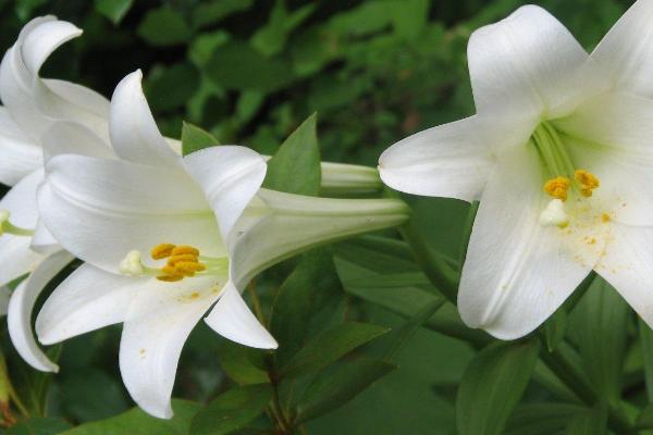 种百合花要多大盆，要用20cm深的盆