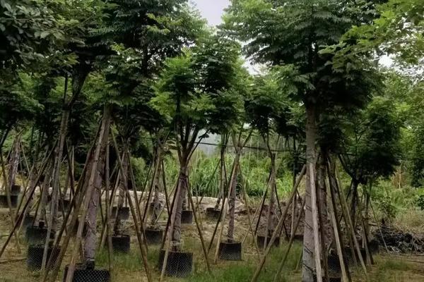 栾树的价格，与栾树规格有关