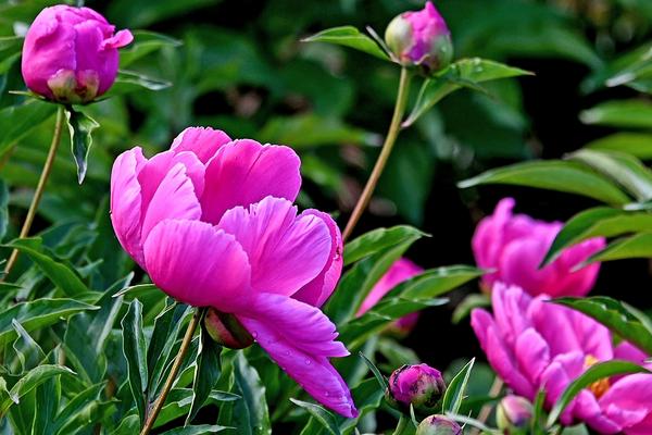 芍药花夏季怎么养，夏季养护时需要适当遮荫