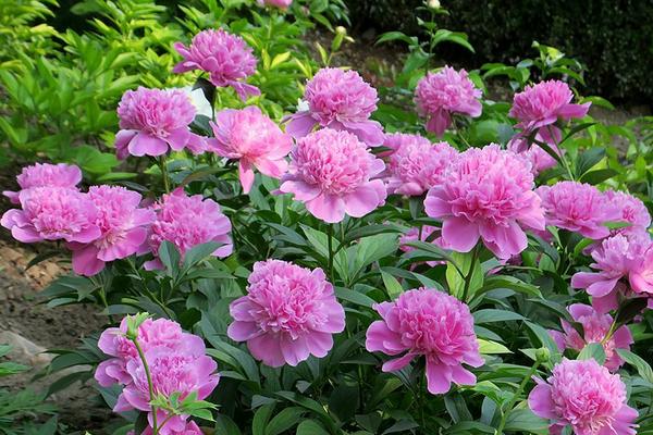 芍药花夏季怎么养，夏季养护时需要适当遮荫