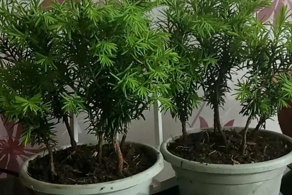 盆栽红豆杉的养殖方法，可以根据季节决定浇水次数