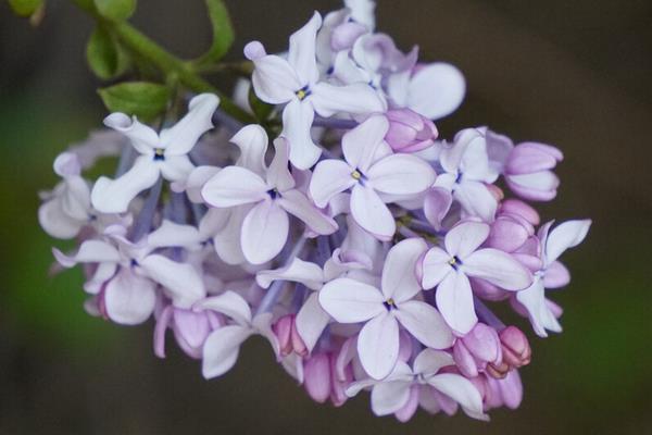 丁香花的花语，寓意勤奋、美好等