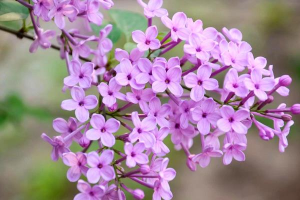 丁香花的花语，寓意勤奋、美好等