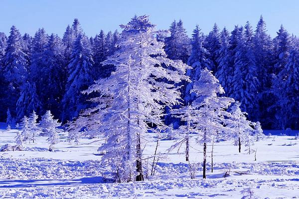 生长在北方的植物有哪些，常见的有雪松、龙柏、垂柳等