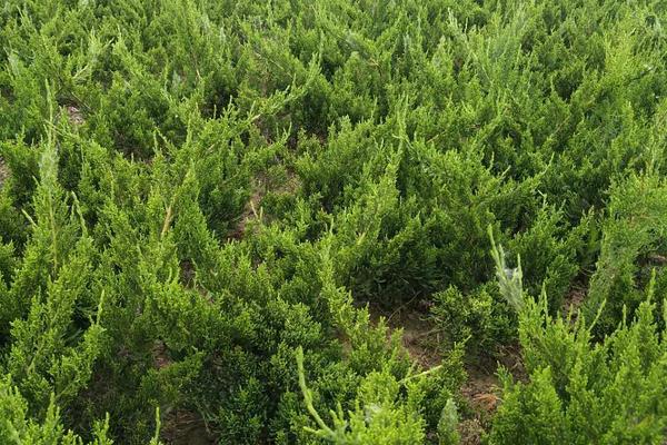 生长在北方的植物有哪些，常见的有雪松、龙柏、垂柳等