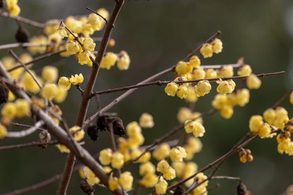 生长在北方的植物有哪些，常见的有雪松、龙柏、垂柳等