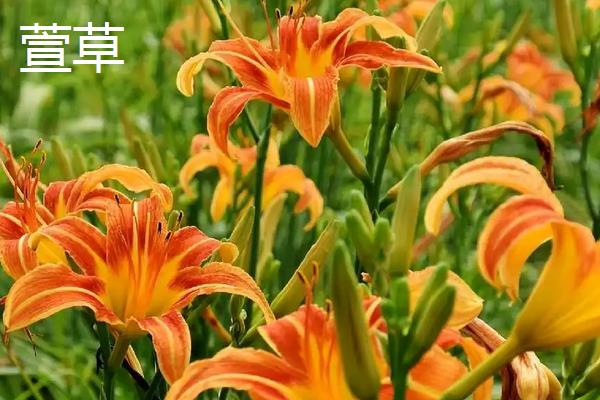 香雪兰和萱草的区别，属性、枝叶和花朵均不同