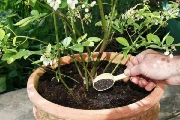 土壤中供植物生长的肥料是什么，是氮磷钾肥