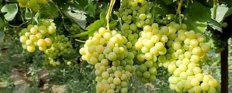 葡萄如何种植，在秋季种植为佳
